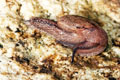 Parmarion martensi